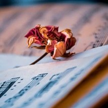 Eles são expoentes no gênero musical que escolheram - Ri Ya pixabay