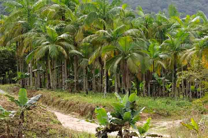 Em ameaça de extinção, devido à extração excessiva e ilegal, o palmito-juçara é nativo da Mata Atlântica. Mais vistoso e carnudo, ele possui um replantio que demora cerca de dez anos até o desenvolvimento de uma planta adulta.