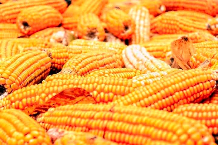 O trigo é também o segundo cereal mais produzido no mundo, ficando atrás apenas do milho. Sua principal utilização é na produção de farinha, que serve de base para pães, bolos, biscoitos, tortas, entre outros produtos alimentícios.