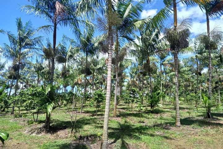 O palmito-açaí é macio e suculento, parecido com o juçara. Nativo da Mata Atlântica, tem uma extração menos nociva. Afinal, cada touceira de açaizeiro possui de 4 a 5 caules e contribui para que a extração ocorra entre as árvores de palmito.