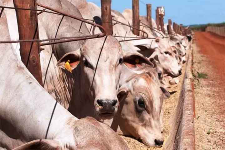 Além dos suínos e dos frangos, também fazem parte da demanda por milho para alimentação animal, os bovinos e os pequenos animais. O mercado para o uso desse cereal como alimento também para animais está em crescimento, visto a demanda de rações para os de pequeno e grande porte.