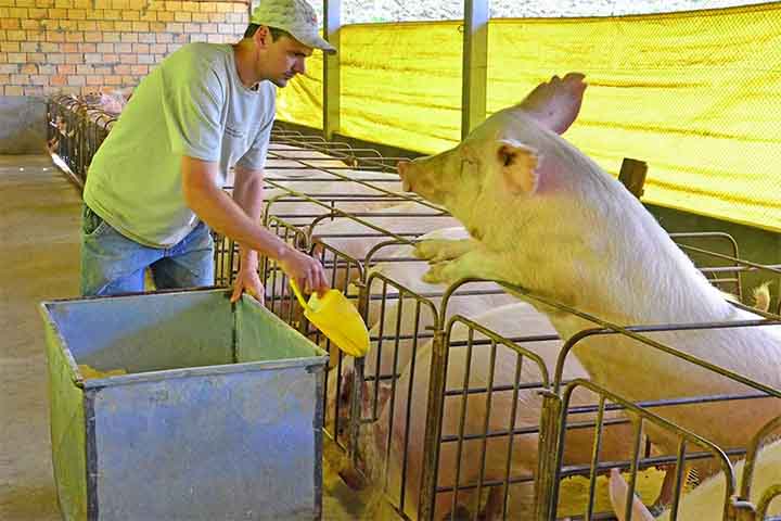 Embora seja versátil em seu uso, a produção de milho tem acompanhado basicamente o crescimento da produção de suínos e aves, no Brasil e no mundo. Fato esse relacionado com a demanda por esse grão, que é um ingrediente importante na composição das rações para esses animais.