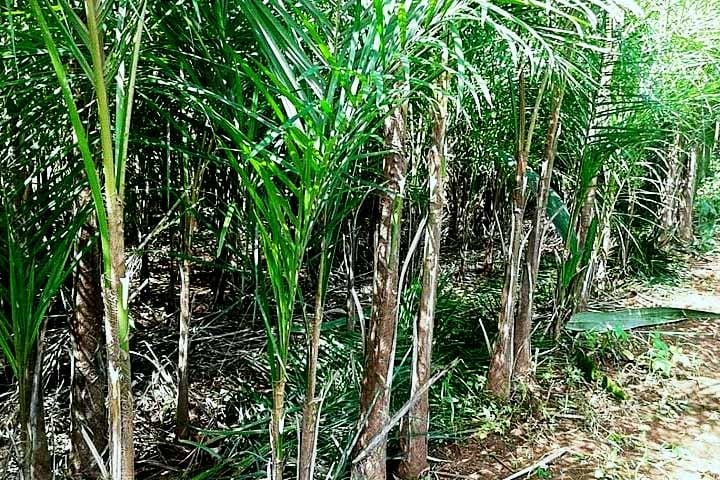 O palmito-guariroba é exótico, bem peculiar, com um sabor amargo e pouco conhecido. Ele tem textura firme e é bom cozinhá-lo bem, antes do consumo. Extraído da palmeira Syagrus oleracea, é um ingrediente muito utilizado na culinária goiana e mineira. 