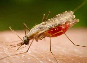 A malária é causada por protozoários do gênero plasmodium, transmitidos a partir da picada do mosquito Anopheles, popularmente chamado de mosquito-prego -  (crédito:  Portal Biologia/divulgação)