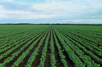 A soja é uma das principais culturas agrícolas do Brasil, com grande importância econômica para a balança comercial . Desempenha um papel crucial, fornecendo proteína vegetal e servindo de matéria-prima para inúmeros produtos. -  (crédito:  Imagem de jestermaroc por Pixabay)