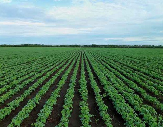 O principal setor que contribuiu para a alta do PBI foi a agropecuária, que apresentou um avanço de 12,2% -  (crédito:  Imagem de jestermaroc por Pixabay)