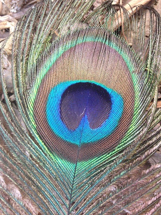A cauda ou trem dos pavões não consiste em penas de cauda propriamente ditas. Essas longas penas possuem ocelos que são mais visíveis quando o pavão abre seu trem em leque. 