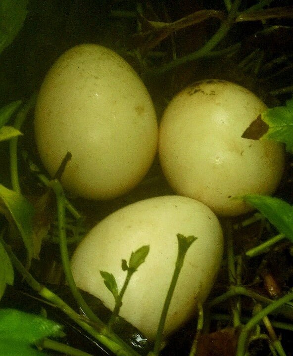 O pavão é um símbolo da alma, da paz, da beleza, da prosperidade, do amor e da compaixão, fazendo com que as pessoas próximas dele evoluam perante as dificuldades da vida.