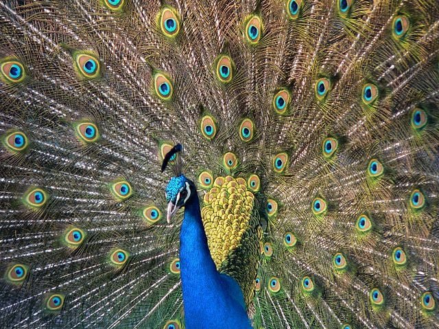 Existem duas espécies de origem asiática, o pavão-azul, originário do subcontinente indiano, e o pavão-verde, do sudoeste asiático. Além da espécie africana, o pavão-congolês, nativa da bacia do Congo. 