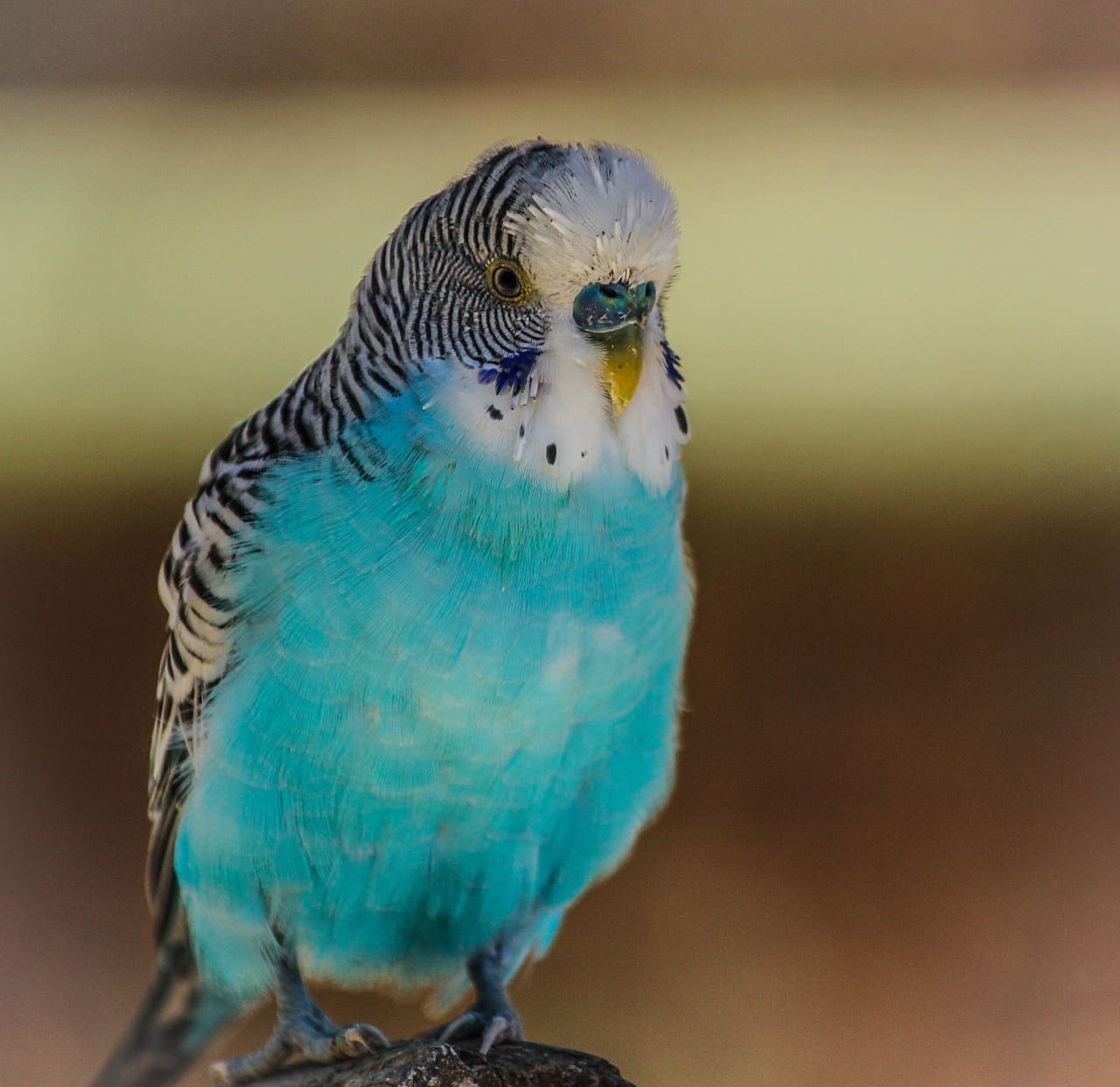 O periquito australiano azul (Melopsittacus undulatus), originário da Austrália, é uma variação de cor criada em cativeiro. Ele se destaca por suas penas azul-claras e por sua habilidade de imitar sons e palavras humanas