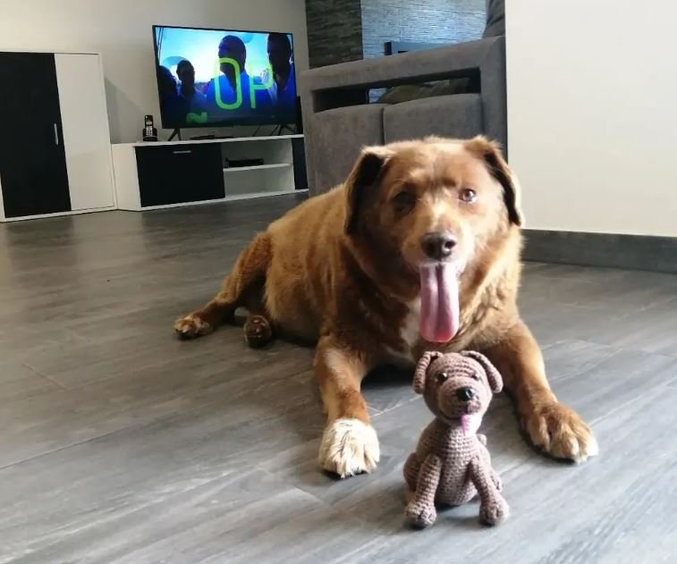 Porém, para 18% dos tutores, não há nenhuma inspiração específica para a escolha dos nomes dos pets. Eles escolhem sem influência. 