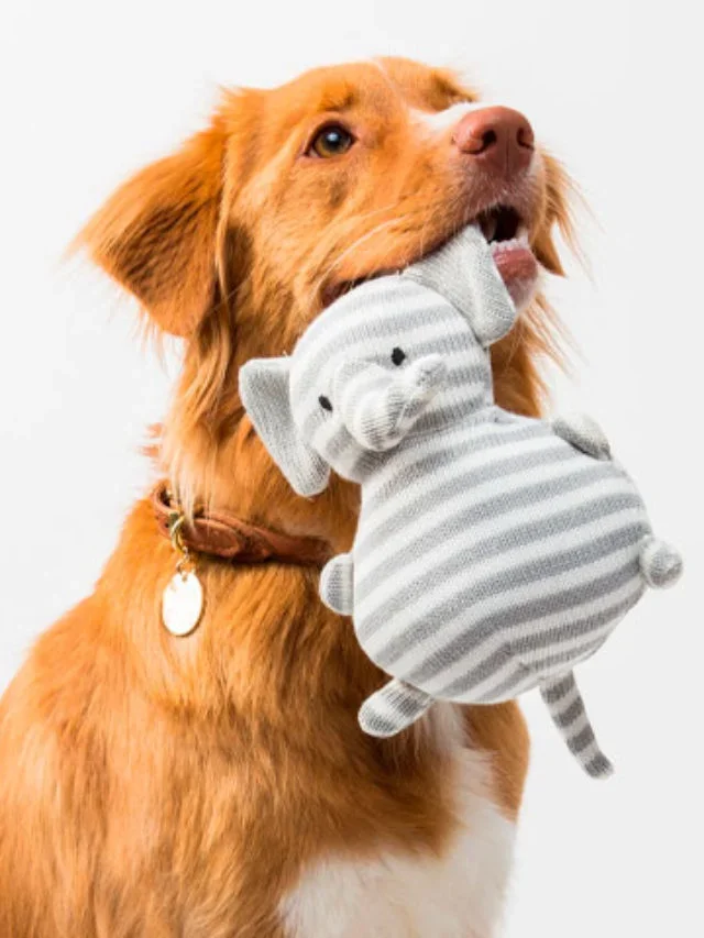 JÃ¡ para os pets masculinos, Bob, Thor e Fred encabeÃ§am a lista, de acordo com a pesquisa.