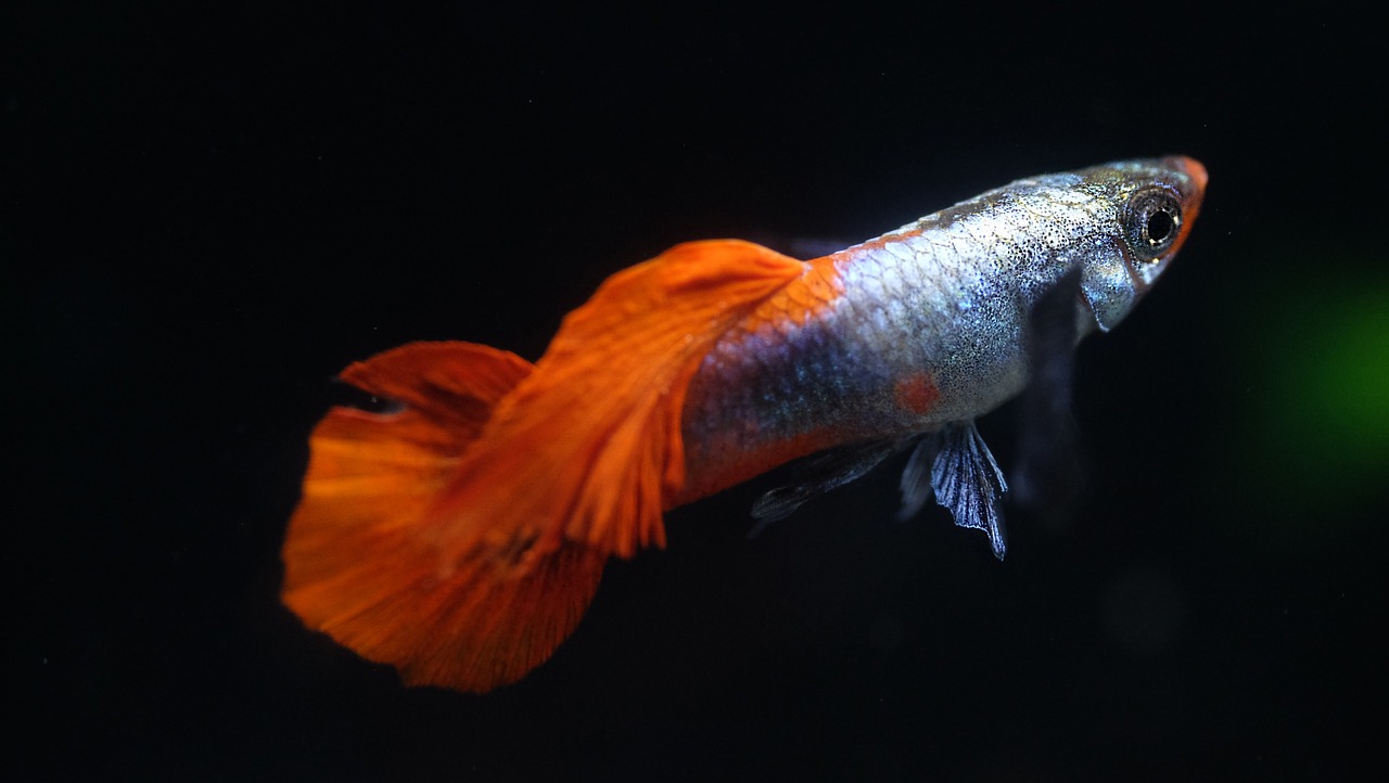 O guppy azul (Poecilia reticulata), originário da América do Sul, é amplamente criado em aquários. Conhecido pela coloração azul vibrante dos machos e pela resistência a diferentes condições de água, o guppy é também um dos peixes mais estudados em genética e comportamento.