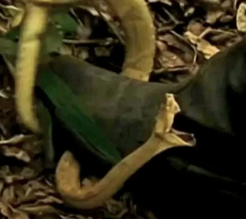 O jornalista Goulart de Andrade (1933-2016) entrevistou o herpetólogo (especialista em cobras) Marcelo Duarte, do Butantan, que disse: "Esse bicho não come mais que 3 pássaros por ano. Sobrevive com pouquíssimo alimento". 