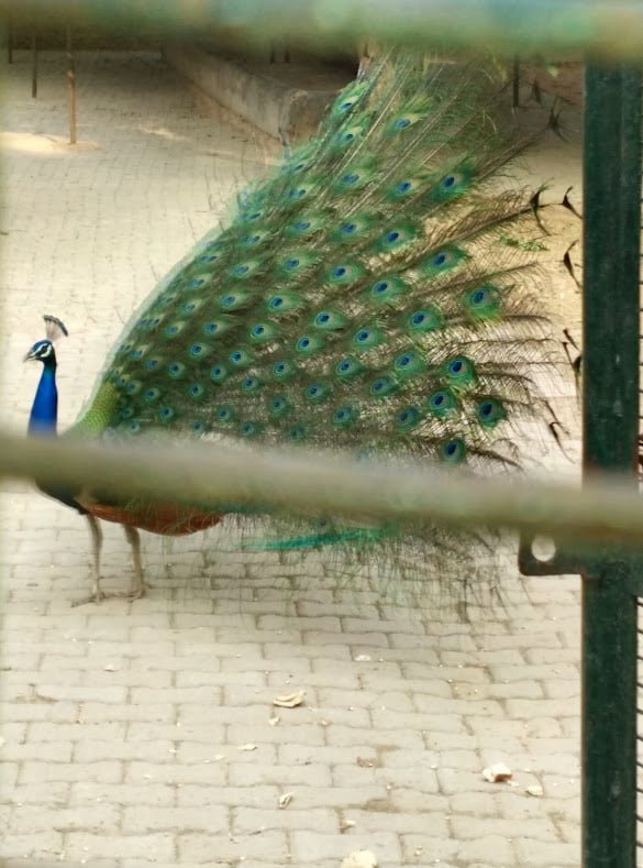 PavÃ£oÂ Ã© o nome comum dado para trÃªs espÃ©cies deÂ avesÂ dosÂ gÃªnerosÂ PavoÂ eÂ AfropavoÂ que estÃ£o dentro daÂ triboÂ PavoniniÂ daÂ famÃ­liaÂ Phasianidae (que inclui tambÃ©m os galos, faisÃµes, codornizes etc.).