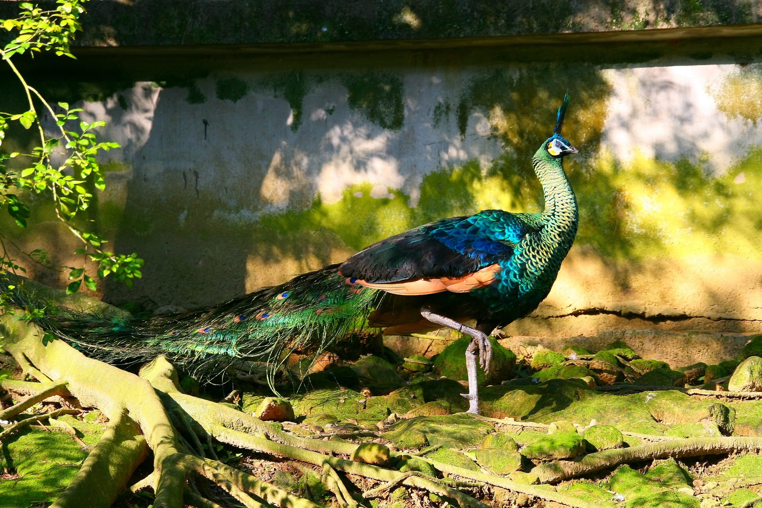 Além disso, suas cores menos vivas servem como camuflagem para proteger o ninho, ou as crias, dos predadores. Ele é territorialista e pode lutar com outro macho da mesma espécie que apareça em sua área.