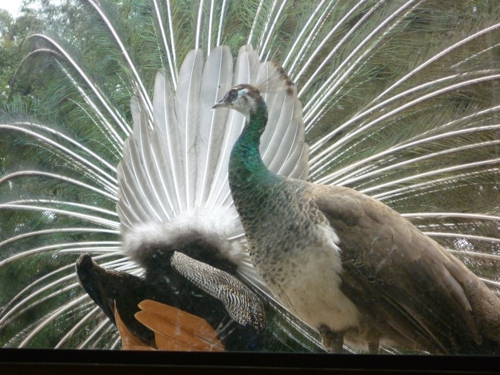Na natureza, os pavões encontram seu alimento ciscando na serrapilheira ao amanhecer ou ao anoitecer. Quando o dia está mais quente, esses animais entram nas partes mais arborizadas das florestas a fim de se proteger do calor.