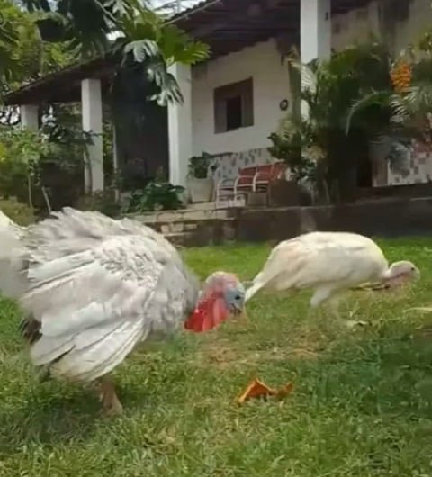 Os perus selvagens podem voar grandes distâncias e têm uma alimentação variada, que inclui grãos, frutas, verduras e até insetos. 