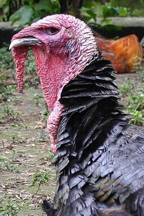 Além disso, os perus destacam-se por sua habilidade de correr a impressionantes 40 km/h, além de voar a até 80 km/h em curtas distâncias.