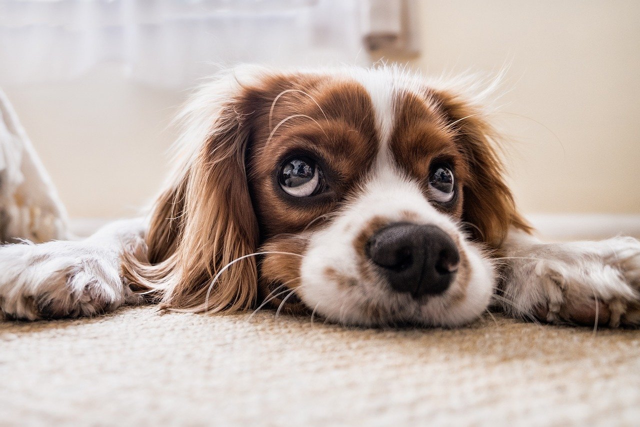E tem mais: 40% dos tutores brasileiros alteram o tom de voz com frequência para 'conversar' com seus pets.