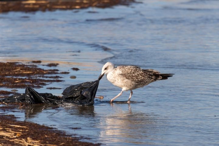 Anualmente, sÃ£o descartadas milhÃµes de toneladas de lixo no mar, o que inclui grandes e minÃºsculos pedaÃ§os de plÃ¡stico. Isso prejudica as espÃ©cies marinhas e afeta toda a cadeia alimentar do mar.