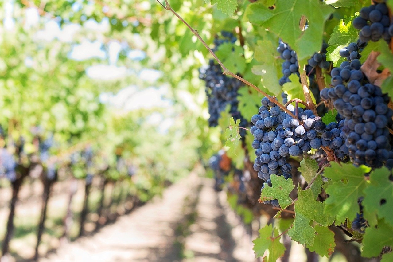 A pigmentação do vinho vem de uma substância das uvas tintas chamada antocianina. À medida que as uvas são esmagadas, o suco entra em contato com as cascas da uva. 