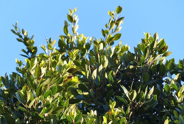 O louro se desenvolve bem ao sol. Pode ser colocado num local exposto à luz solar e ao calor. 