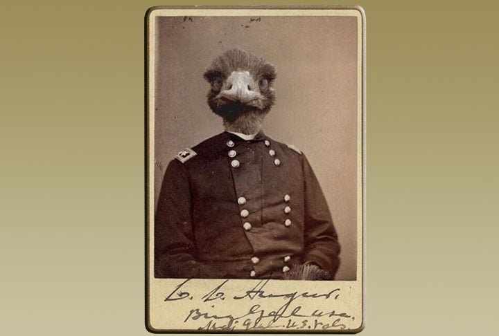 A "Grande Guerra aos emus" foi satirizada à época por publicações. Teve até ilustração de uma ave com vestes militares.