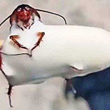 Depois do escândalo do picolé com barata, saiba mais sobre o inseto - - Reprodução do X