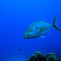 Aquecimento global põe em perigo o peixe mais caro do mundo; saiba qual - Bruno - Flickr