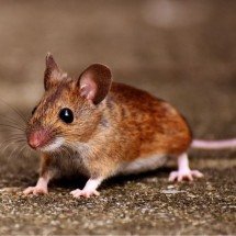 Frio e chuva: como evitar ratos e camundongos nessa época do ano - Alexas Fotos de Pexels