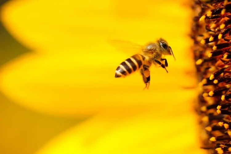 Esses insetos têm as picadas mais dolorosas do mundo - Boris Smokrovic Unsplash


