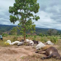 Raio atinge fazenda e mata 12 animais no Jequitinhonha - Aparecido Teixeira/divulga&ccedil;&atilde;o
