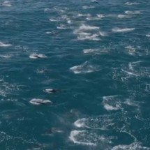 Registro raro mostra 2 mil golfinhos saltando na costa da Califórnia - Evan Brodsky/Divulgação