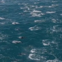 Registro raro mostra 2 mil golfinhos saltando na costa da Califórnia - Evan Brodsky/Divulgação