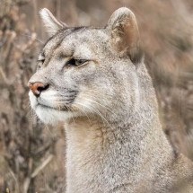 Puma "encara" fotógrafo brasileiro por um minuto no Chile: "Não se mexa" - Divulgação/Marcello Cavalcanti
