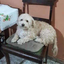 O poodle Chimbinha antes das cirurgias 