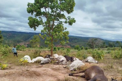 Descarga elétrica mata 12 cabeças de gado em propriedade rural no Vale do Jequitinhonha -  (crédito: Aparecido Teixeira/divulgação)
