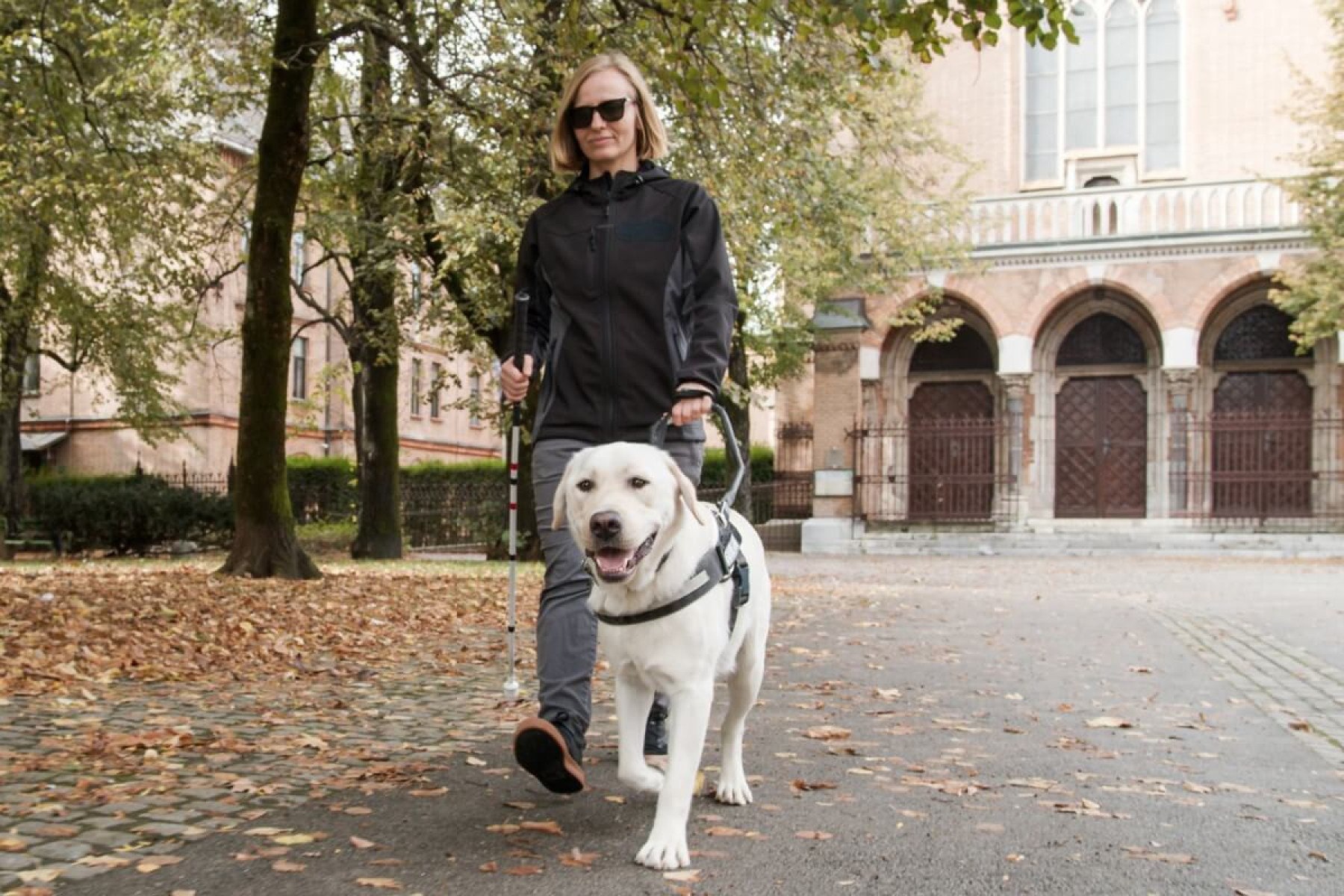 4 dicas essenciais para a autonomia e a saúde do cão-guia