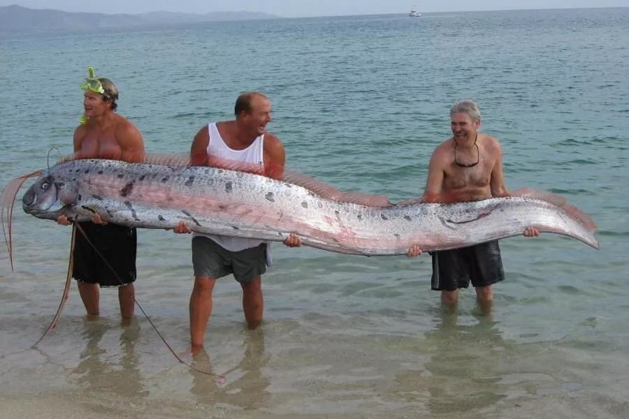 Conhecido como "peixe do juízo final", o peixe-remo  (Regalecus glesne)  é associado a presságios de desastres naturais, como terremotos. 
