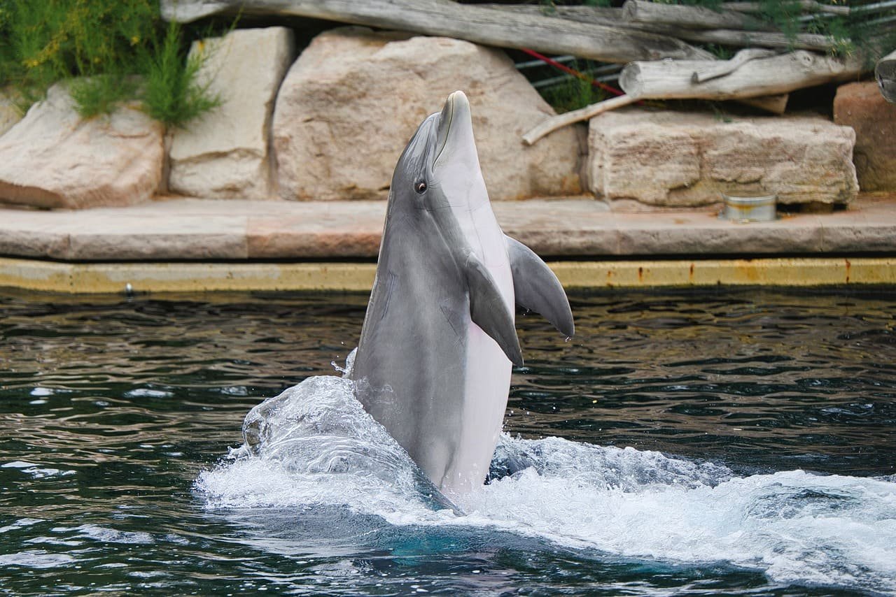 Por serem mamíferos e terem respiração pulmonar, os golfinhos precisam subir constantemente à superfície. 