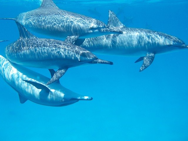 Os golfinhos são animais sociáveis que vivem em grupos. Eles, inclusive, interagem com outras espécies. 