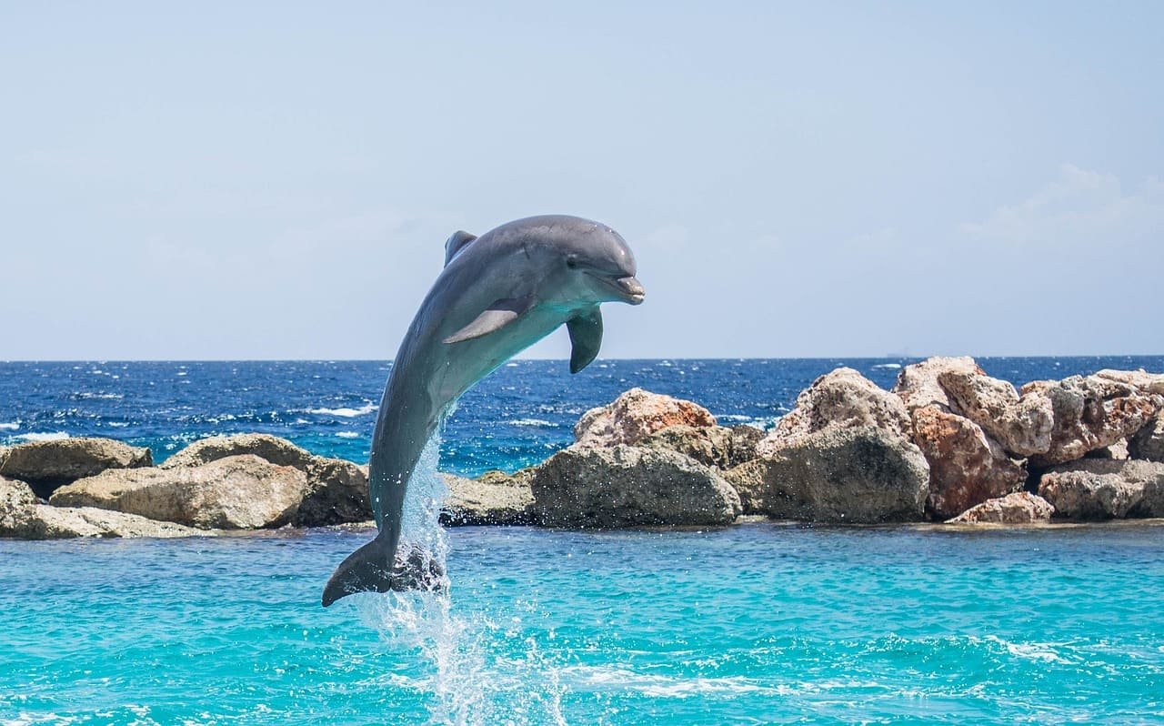 Os golfinhos geralmente têm a capacidade de pular 5 metros acima. o nível da água. E há espetáculos em parques que exploram justamente essa habilidade como atração. 