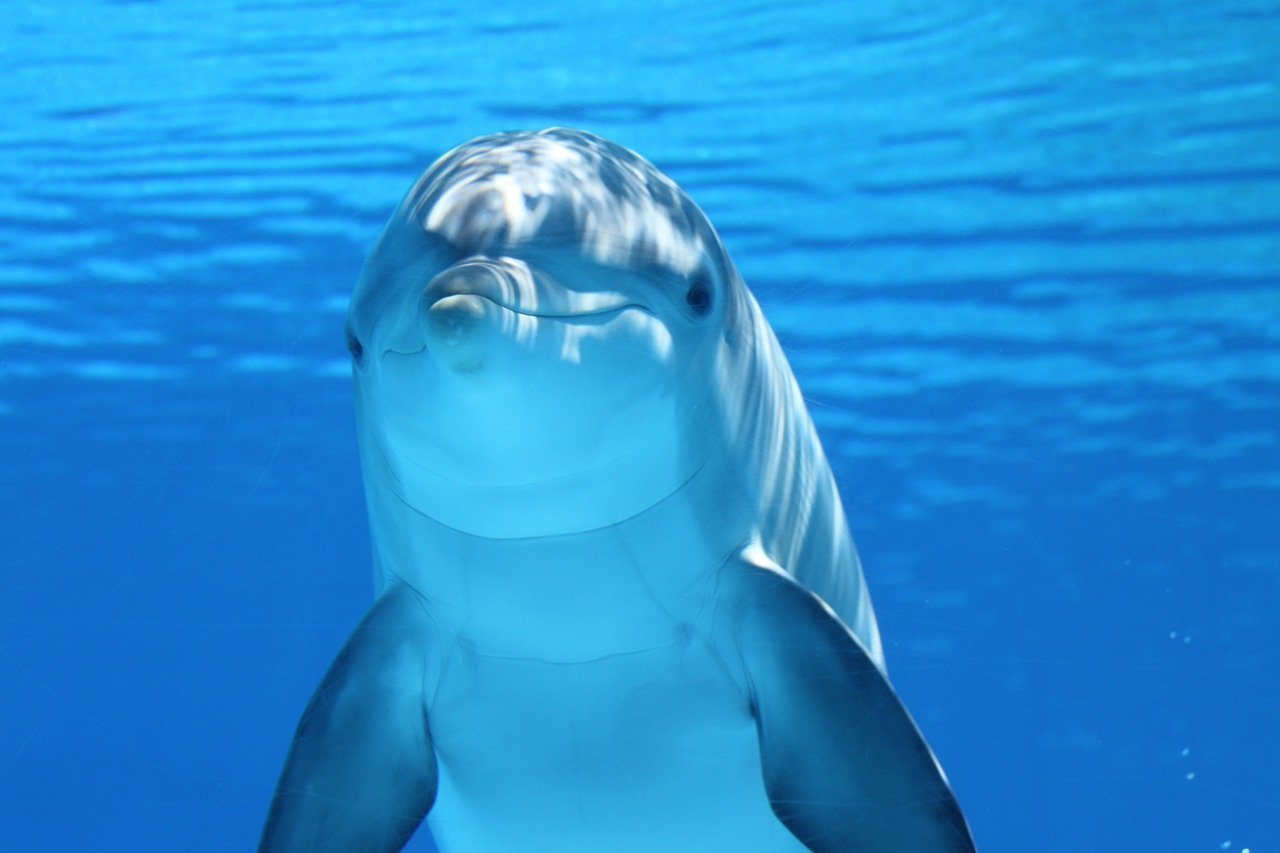 O tamanho mÃ©dio dos golfinhos varia conforme a espÃ©cie, mas, em geral, eles medem entre 2 e 4 metros de comprimento e pesam de 150 a 650 kg.