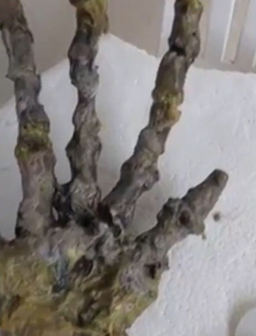 "É muito grande. Pensa em um trem duro da bexiga. Que bicho que é a gente não faz ideia, nem se é um alienígena", comentou Letícia nas redes sociais.