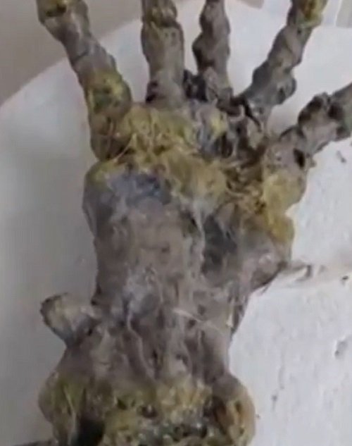 Especialistas disseram que o esqueleto não é de um humano, mas também não pertencei a algum ser que nós não conhecemos. Eles descartaram assim uma relação com alienígenas.