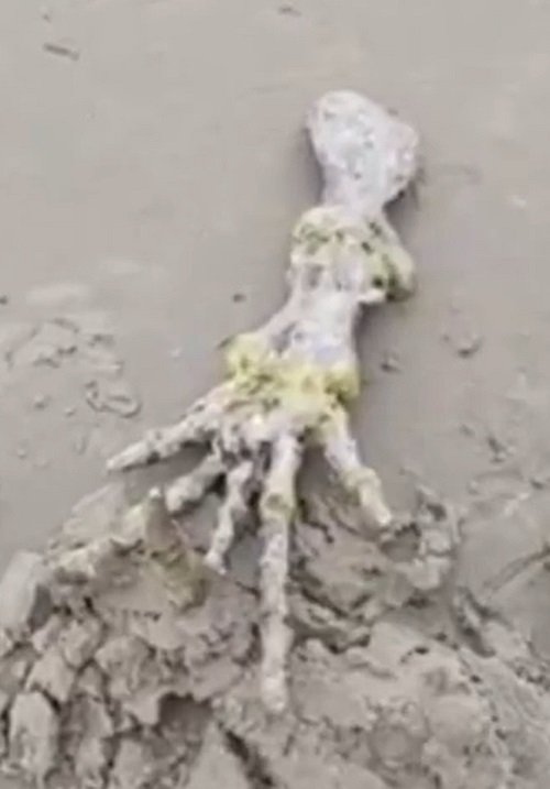 O esqueleto foi encontrado por Devanir de Souza e Letícia Santiago na praia de Ilha Comprida, no litoral de São Paulo no dia 20/11/2022. O esqueleto não estava muito longe da água na praia. 