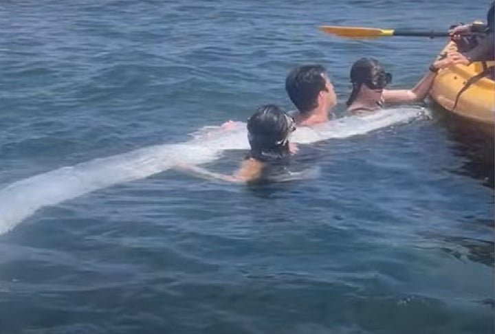 Em agosto/24, um peixe-remo de 3,6 metros foi avistado por caiaqueiros e mergulhadores em La Jolla Cove, próximo à praia de San Diego. 