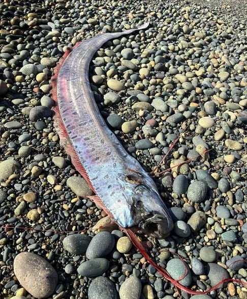 O peixe foi encontrado em boas condições e levado para análise, com o objetivo de integrar a Coleção de Vertebrados Marinhos da Scripps, uma das maiores do mundo. 