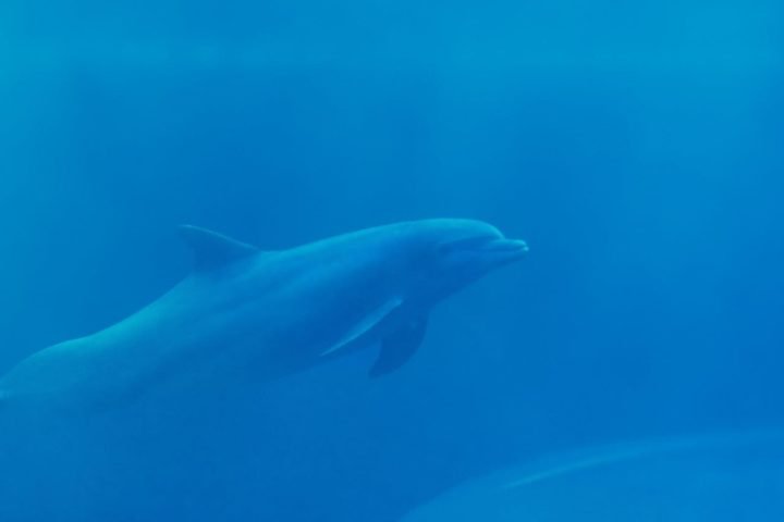 Apelidado de "Delle" pelos moradores de Svendborgsund, na Dinamarca, o comportamento do animal atraiu a atenção de cientistas da University of Southern Denmark (SDU).